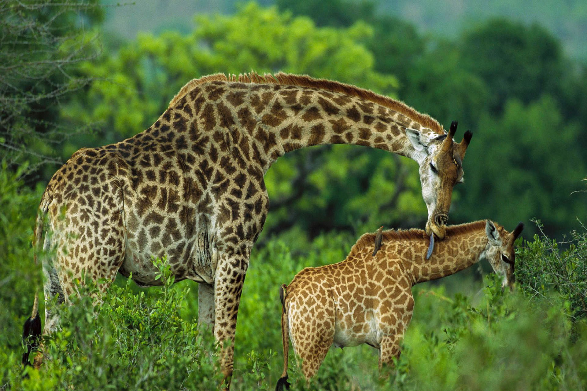 Arusha-Nationalpark-Tagestour