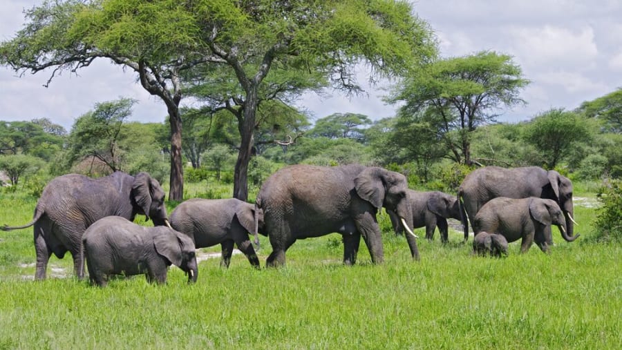Tarangire-Tagestour