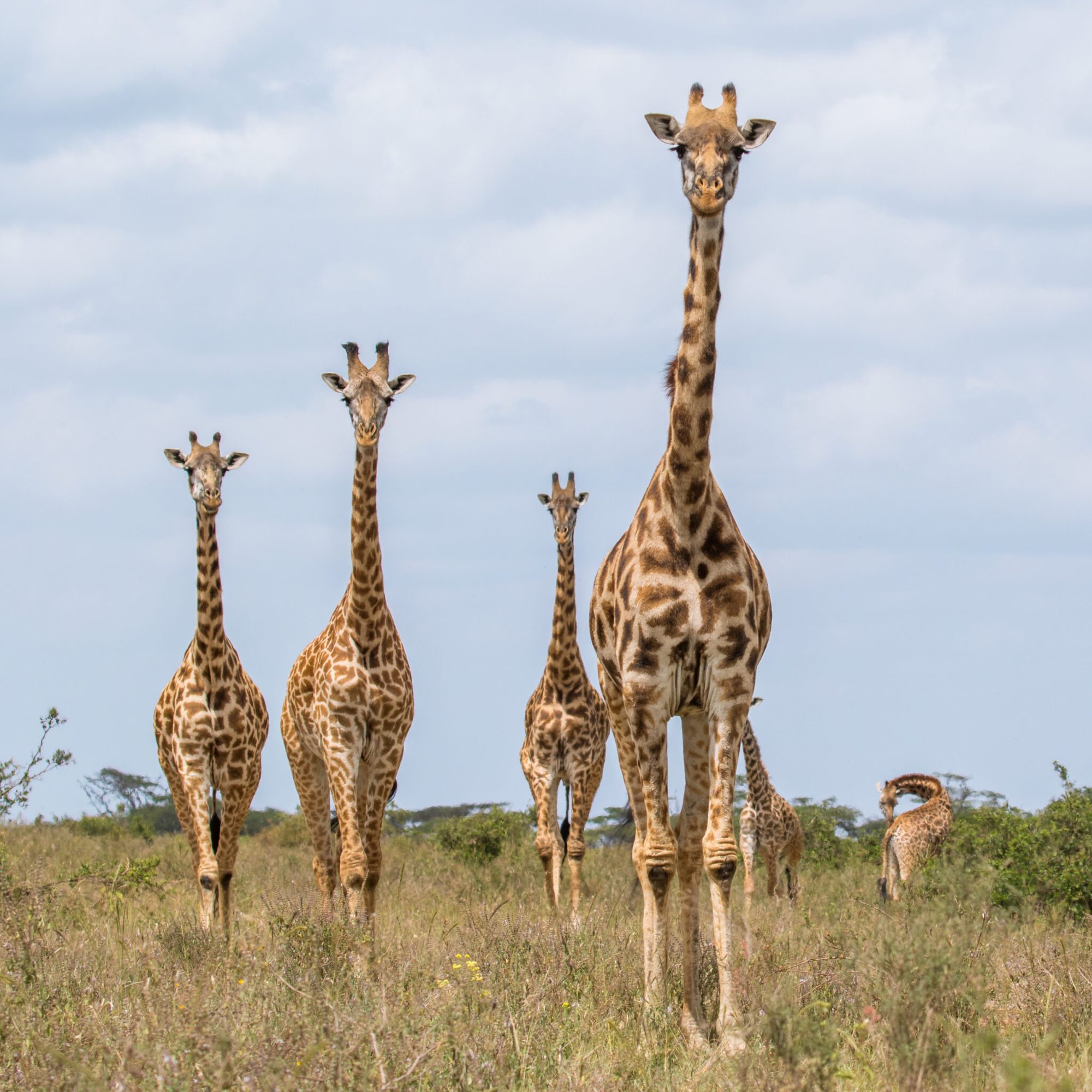 Giraffe family in the Tanzanian savanna