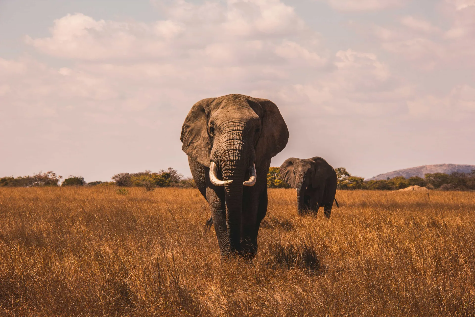 Tarangire Birdlife