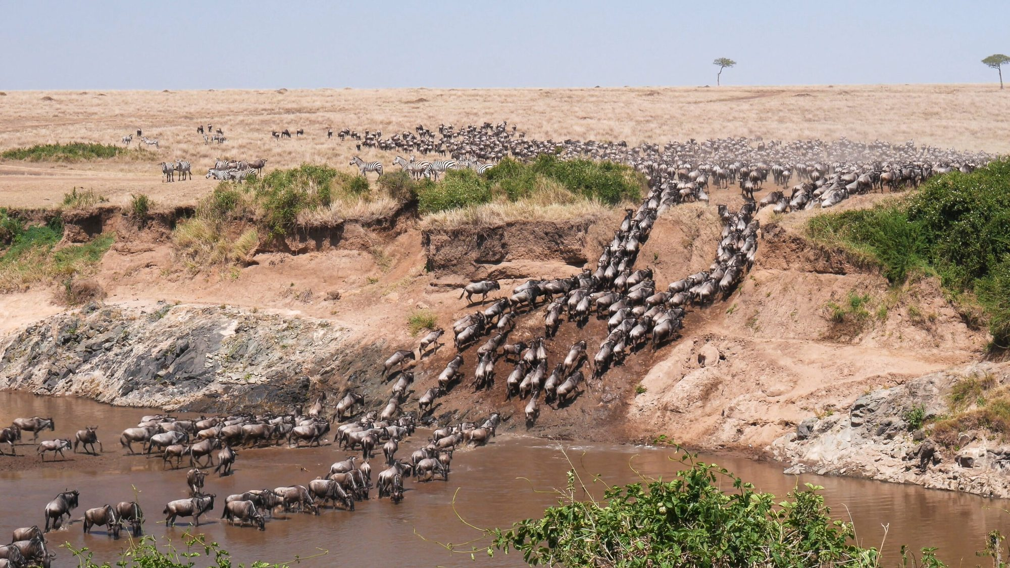 Calving Season — newborn wildebeest calves on the Serengeti plains