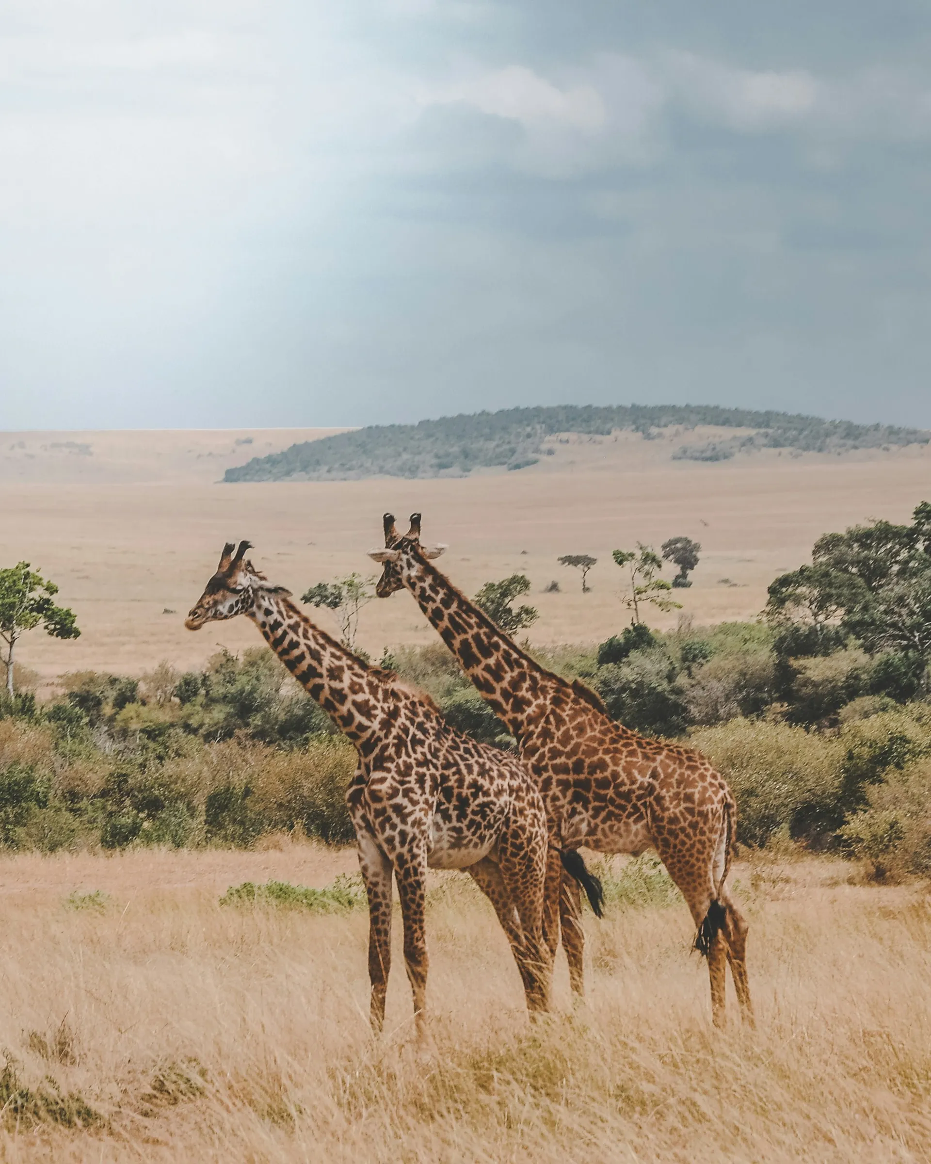 Serengeti Plains