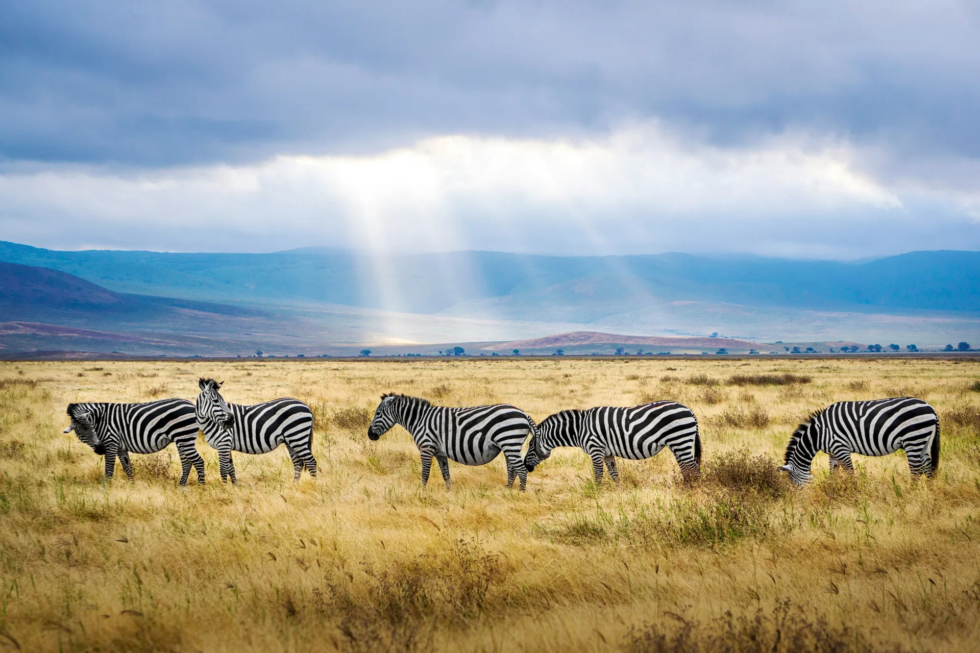 Tanzania Safari
