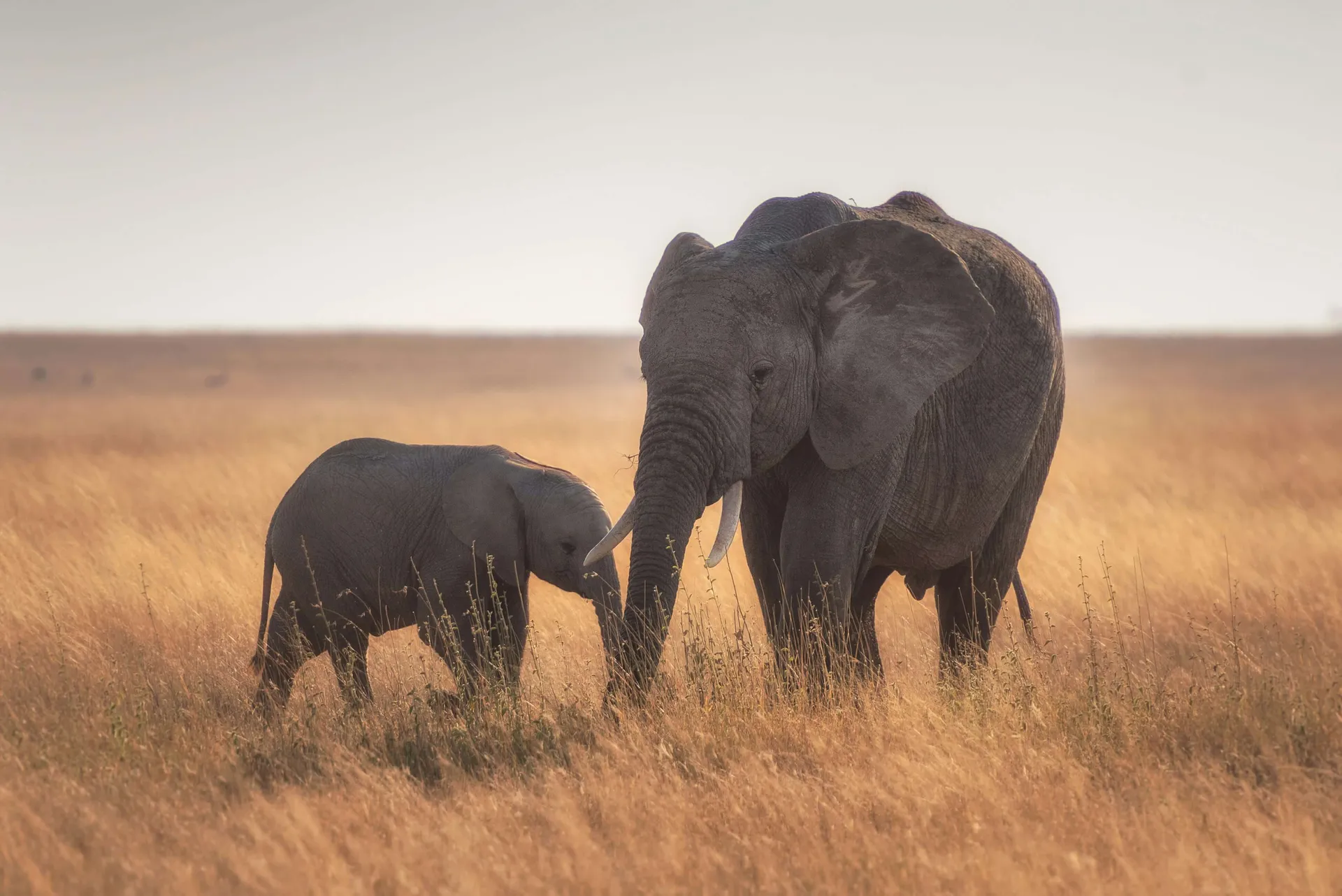 Elephant Herd