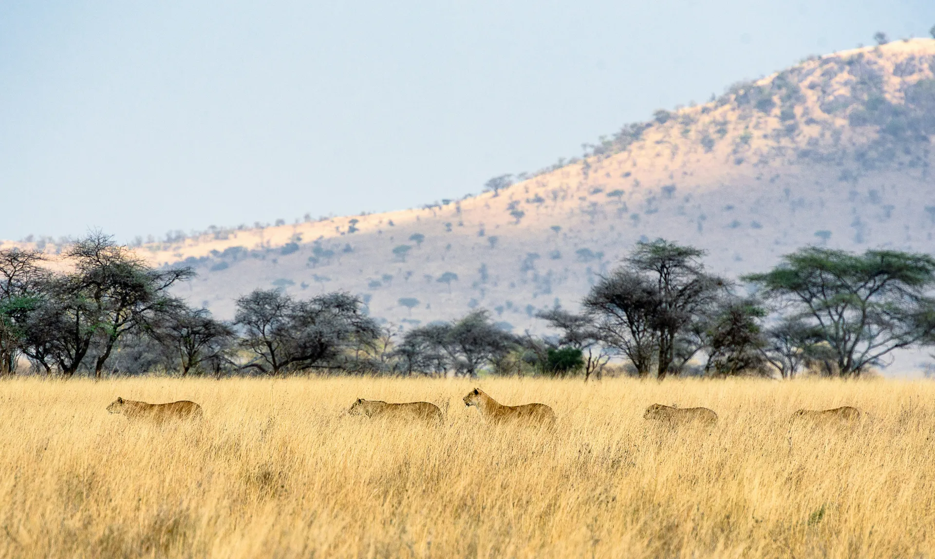 Tanzania Safari