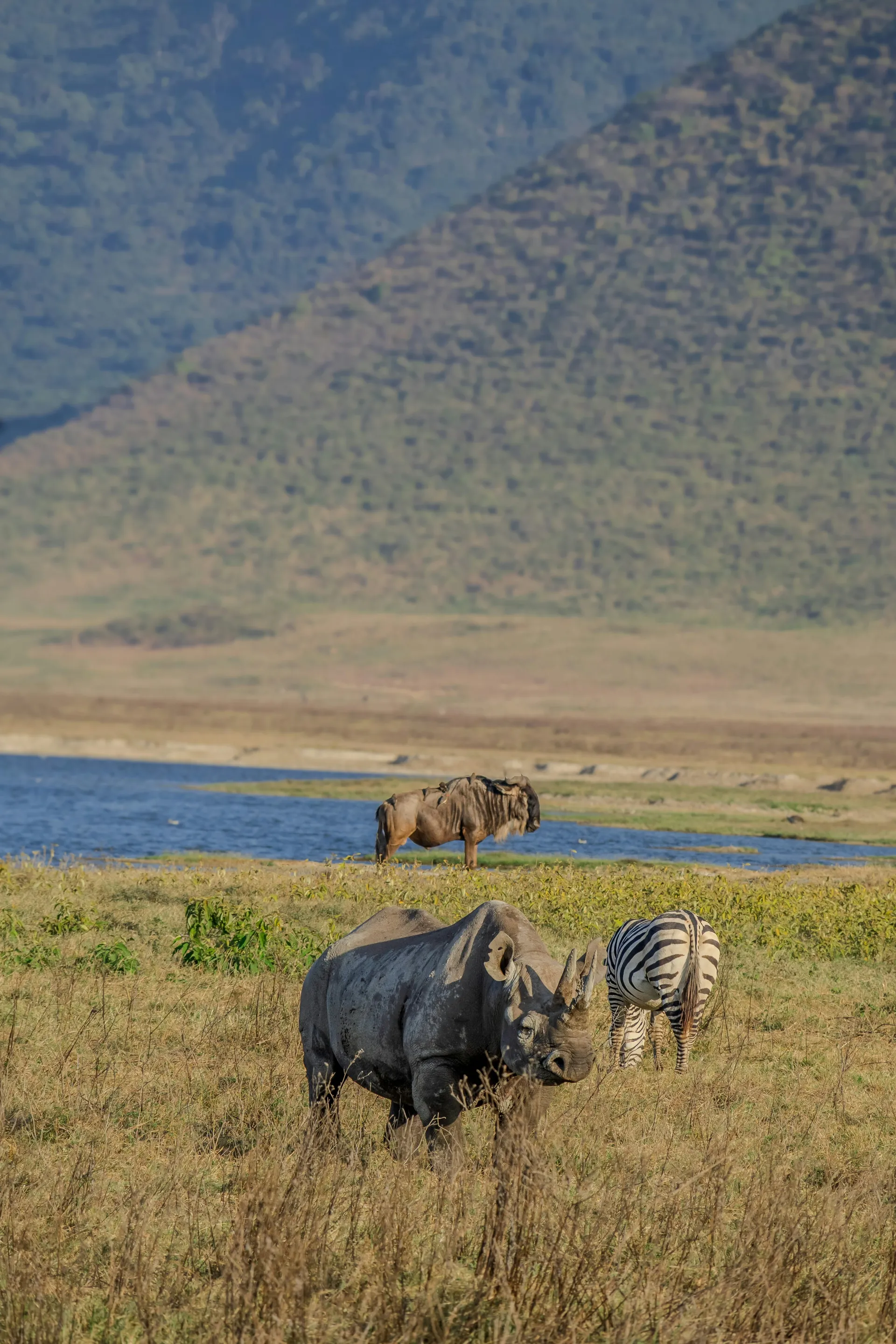 Rhino and zebra – Ngorongoro