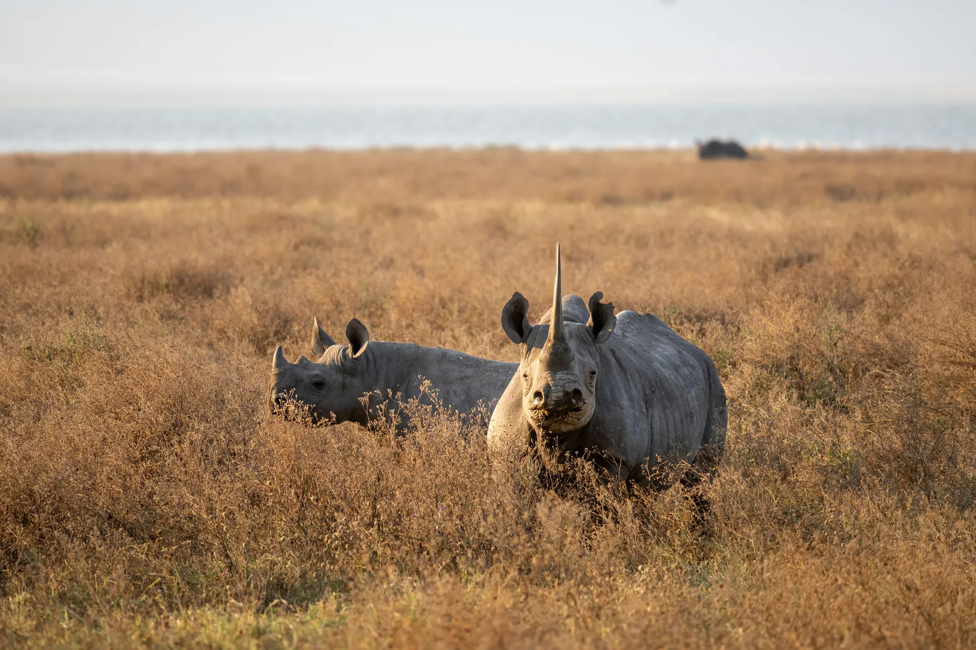 Tanzania Safari