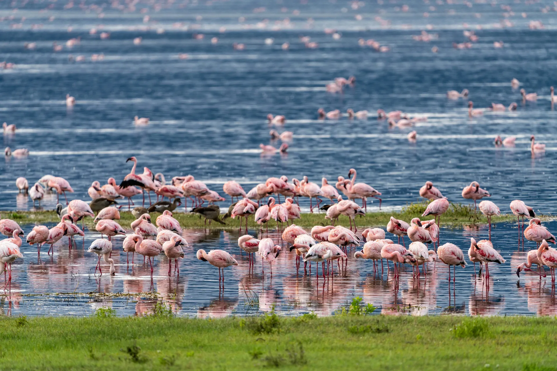 Flamingos Manyara