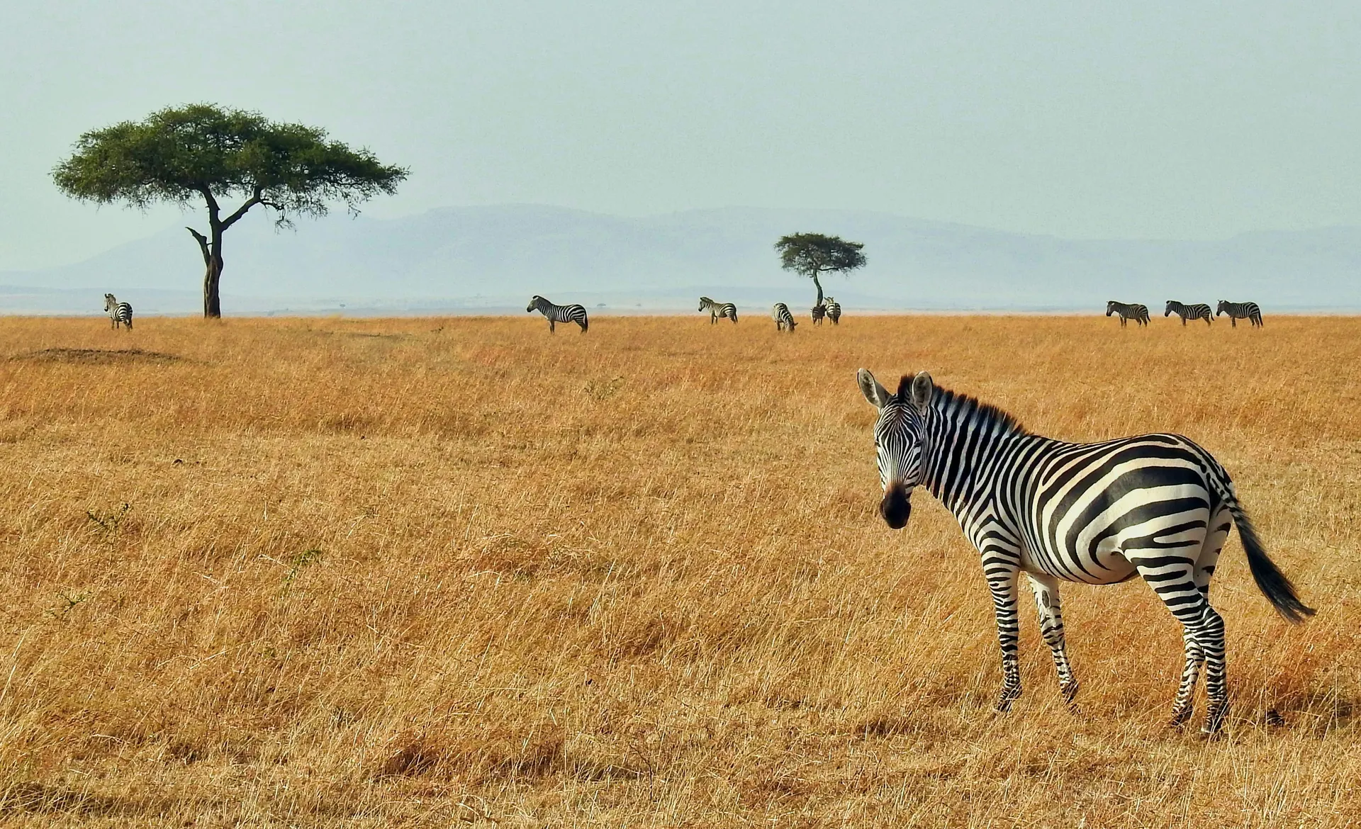 Tanzania Safari