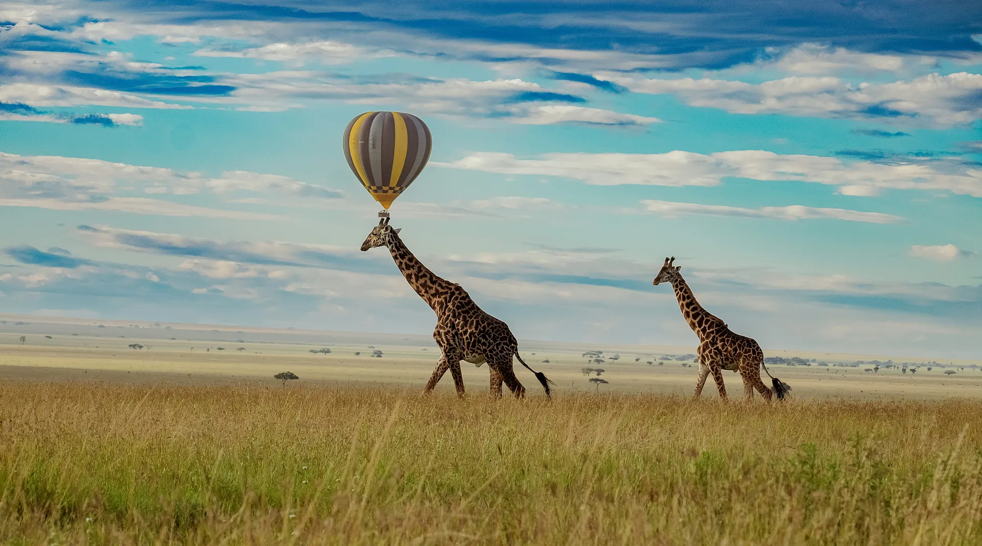 Migration Herds