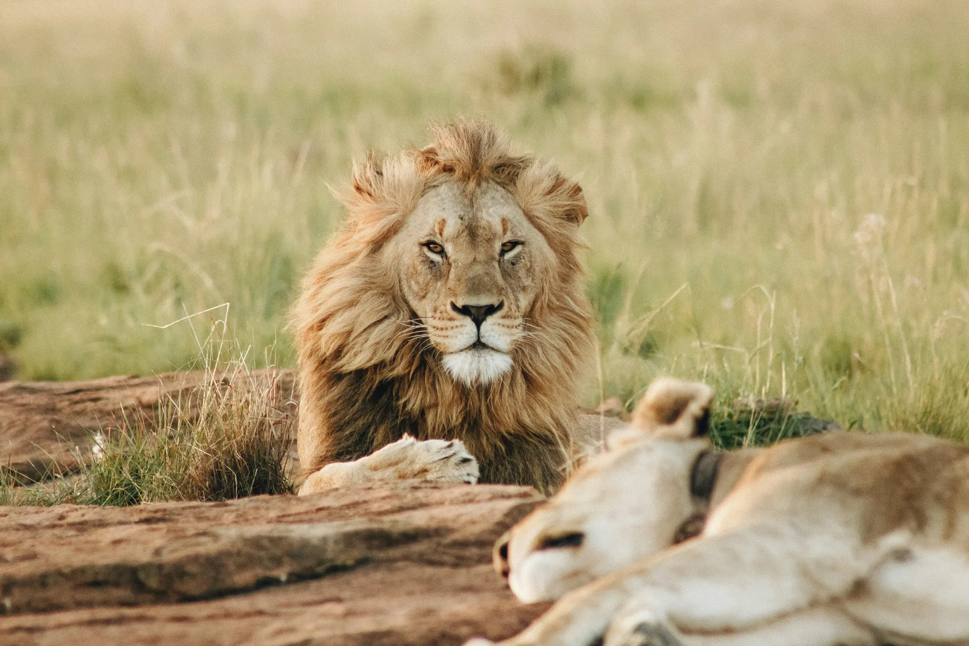 Tanzania Safari