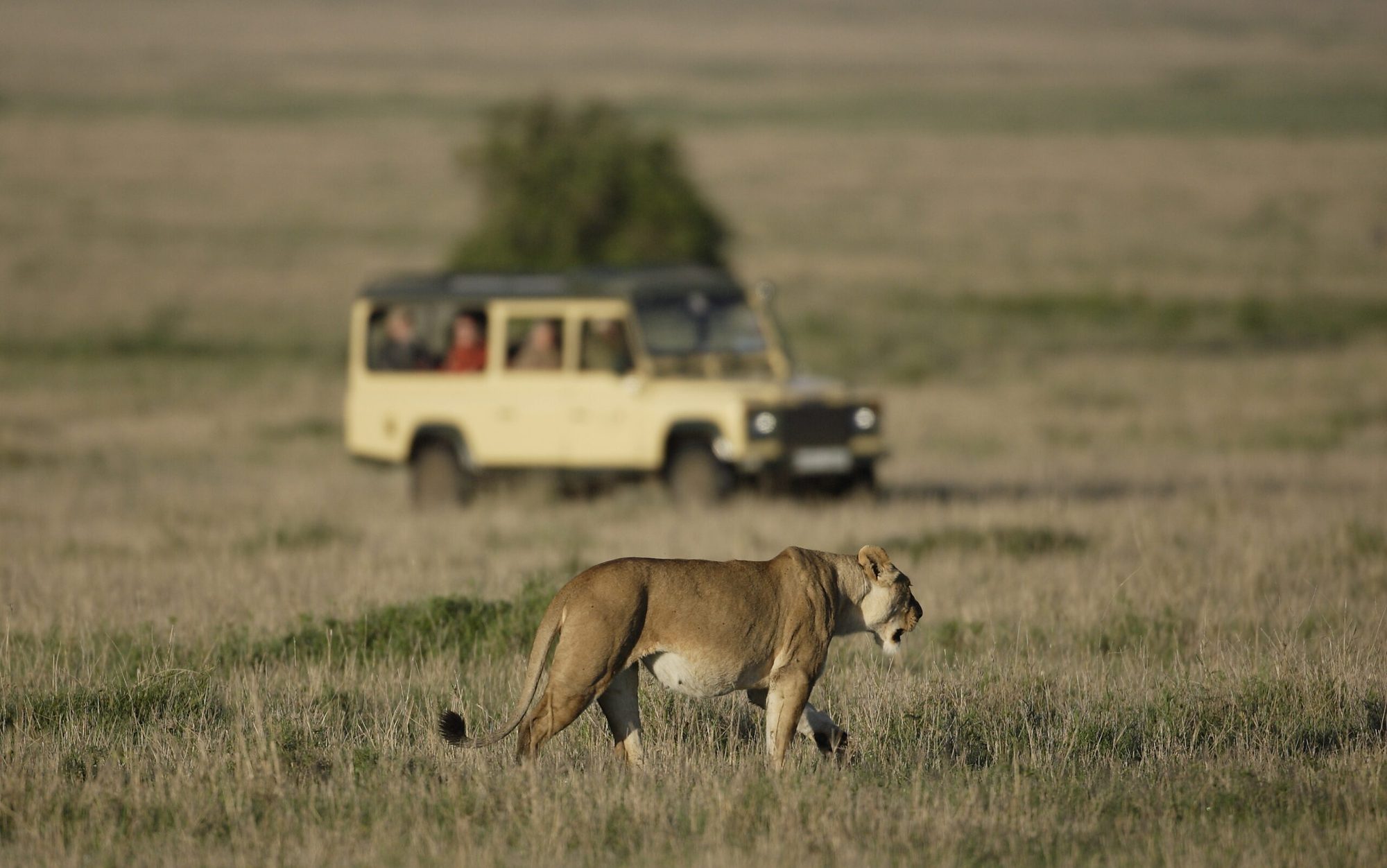 Wild Haven Tanzania gallery