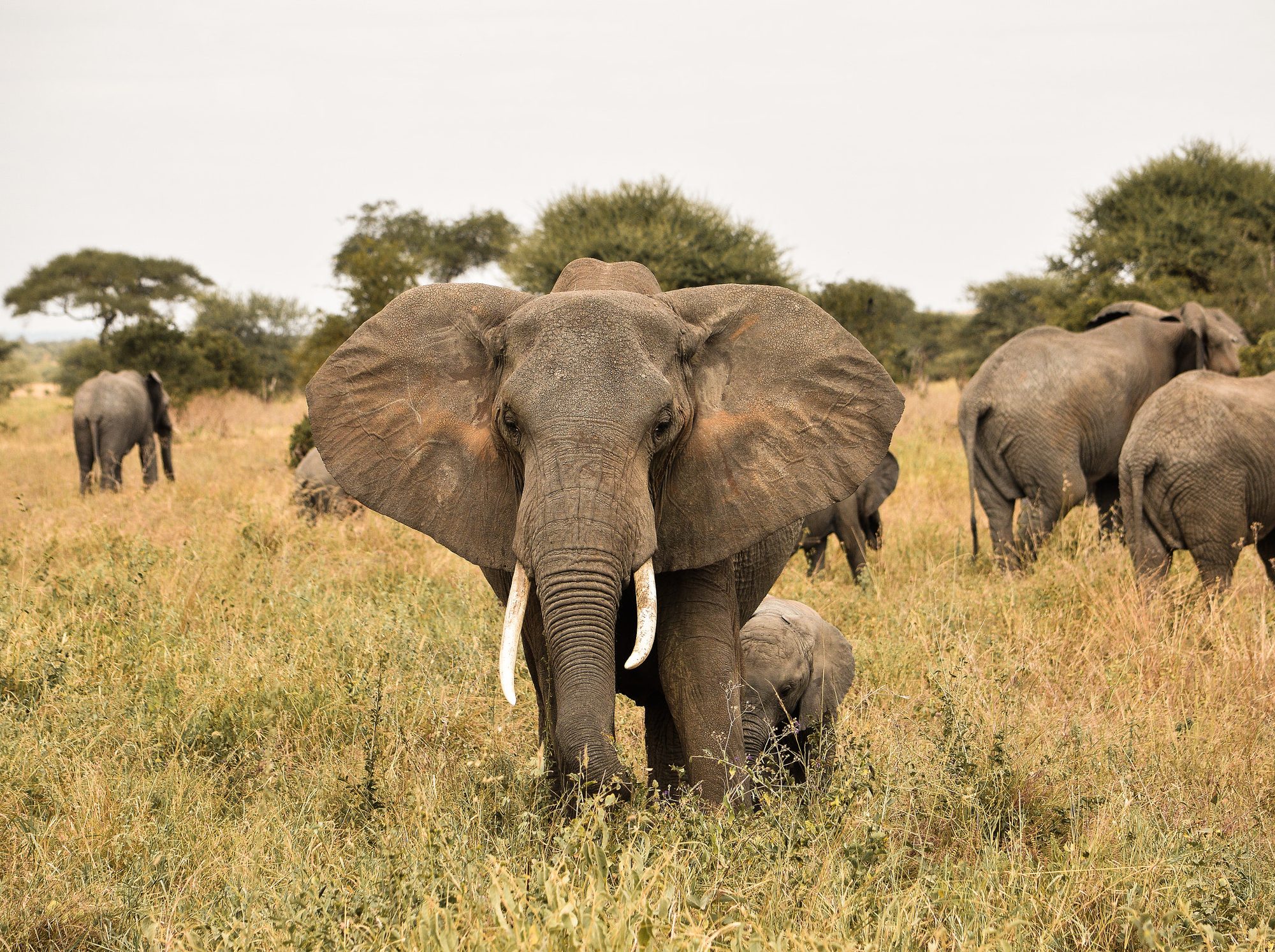 Tarangire