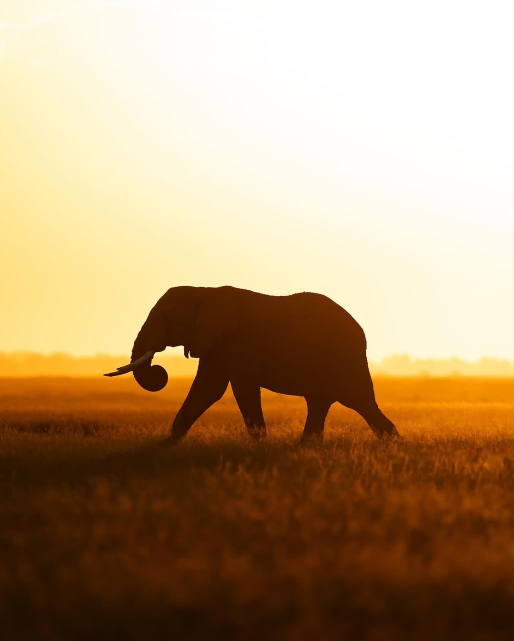 10 Days Migration Safari