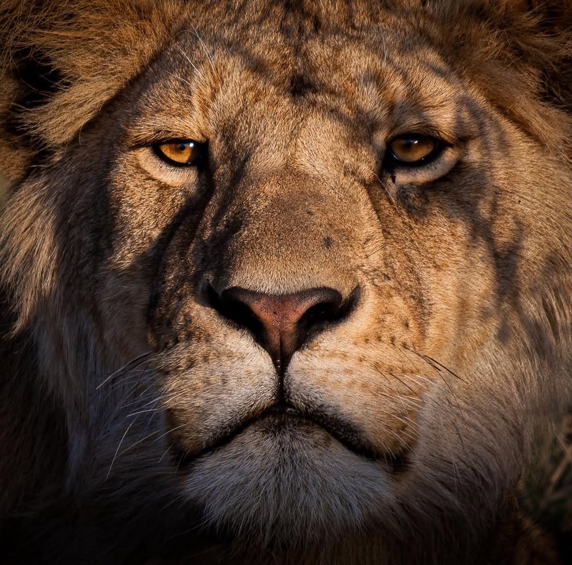 5 Days Serengeti Great Migration